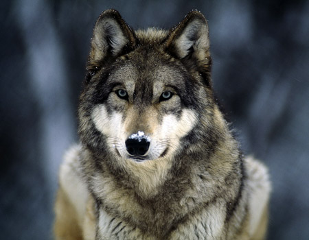 Wolf of Abruzzo