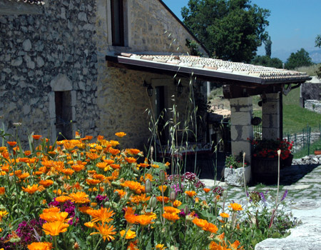 Cultivation of daisies