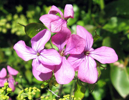 Lunaria rediviva