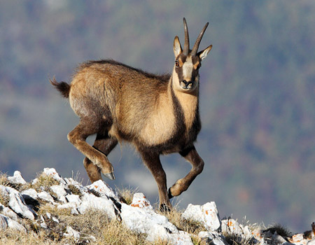 Chamois