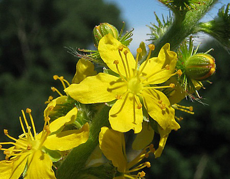 Agrimonia eupatoria