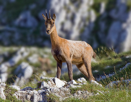 Abruzzo chamois