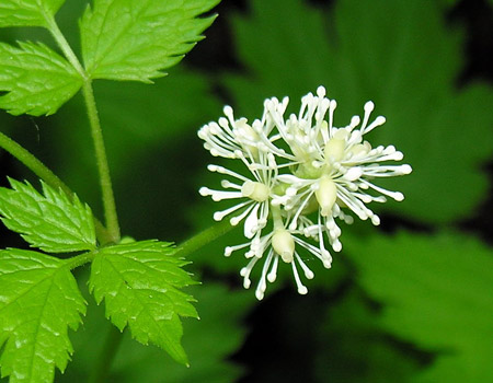 Goat's beard