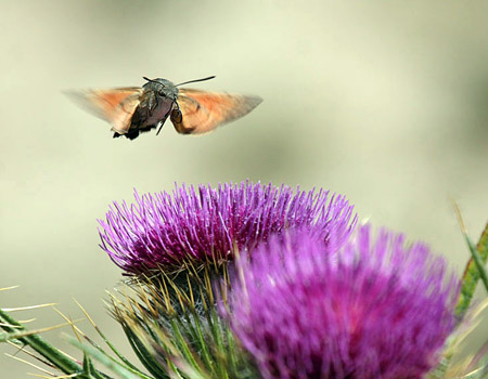 Hummingbird in search of pollen