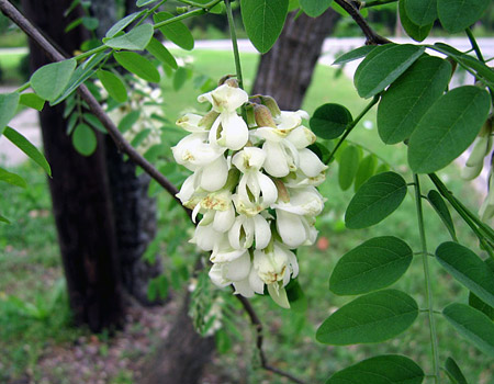 Robinia pseudoacacia