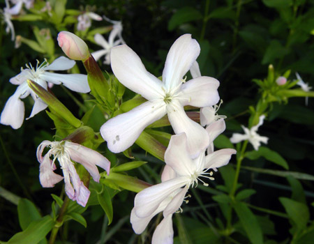 Saponaria