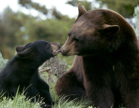 Marsicano brown bear