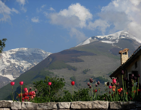 Tulips in the mountains