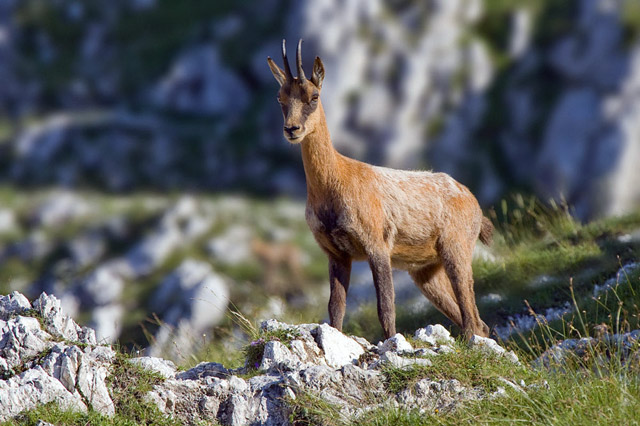 Abruzzo chamois