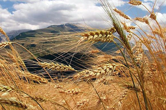 Il grano saraceno