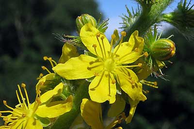 Flora and fauna in Abruzzo